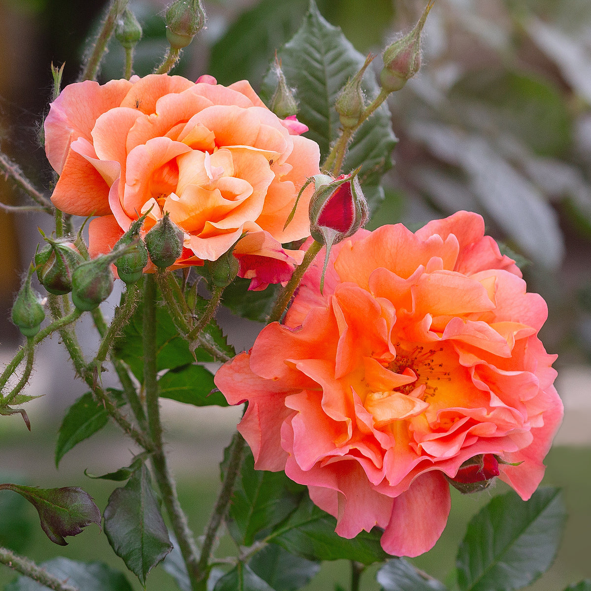 Rosiers - racines nues - Rosier arbuste Westerland - Rosa Westerland®