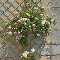Rosiers grimpants - Rosier grimpant Pierre de Ronsard® - Rosa grimpant Pierre de Ronsard® Meiviolin
