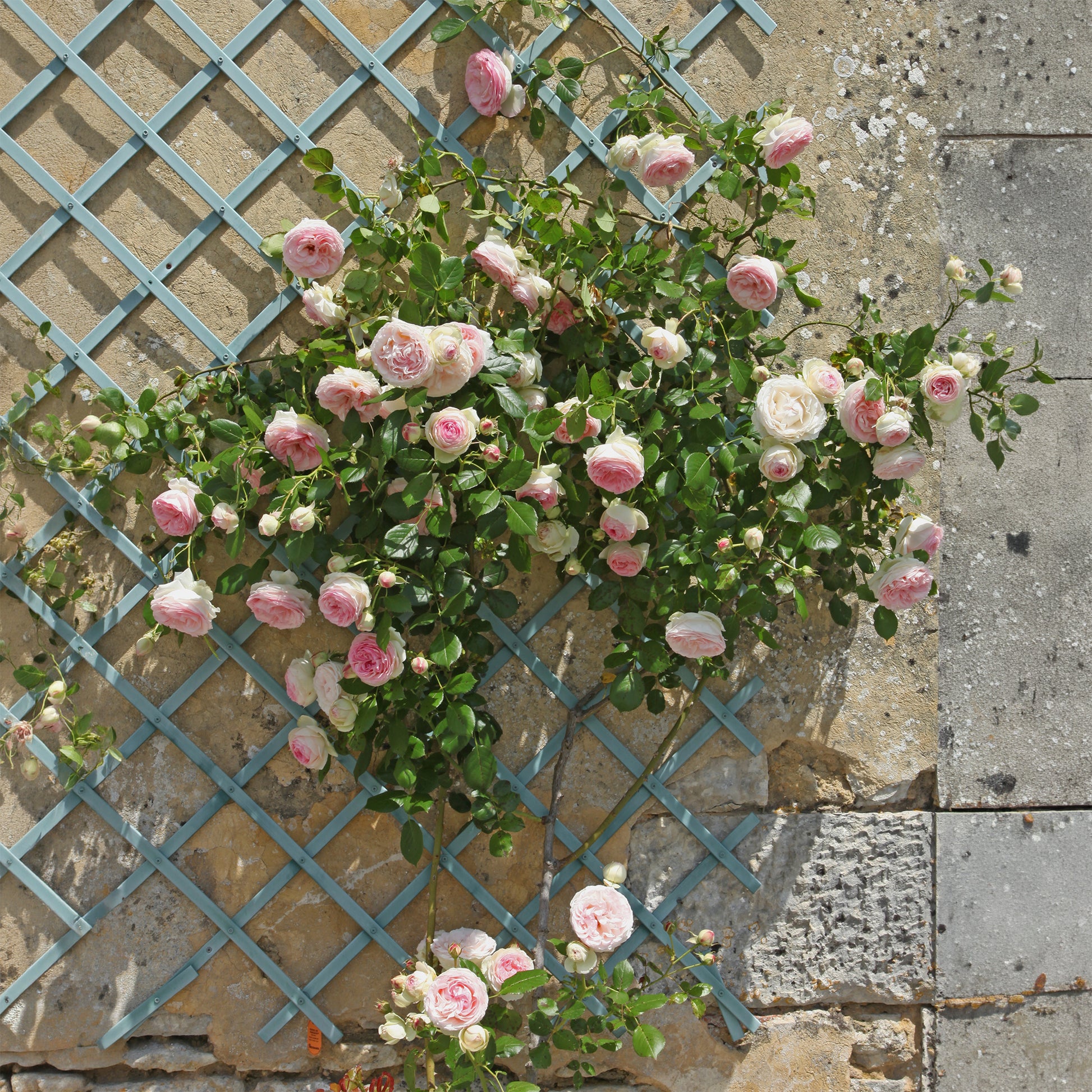 Rosiers grimpants - Rosier grimpant Pierre de Ronsard® - Rosa grimpant Pierre de Ronsard® Meiviolin