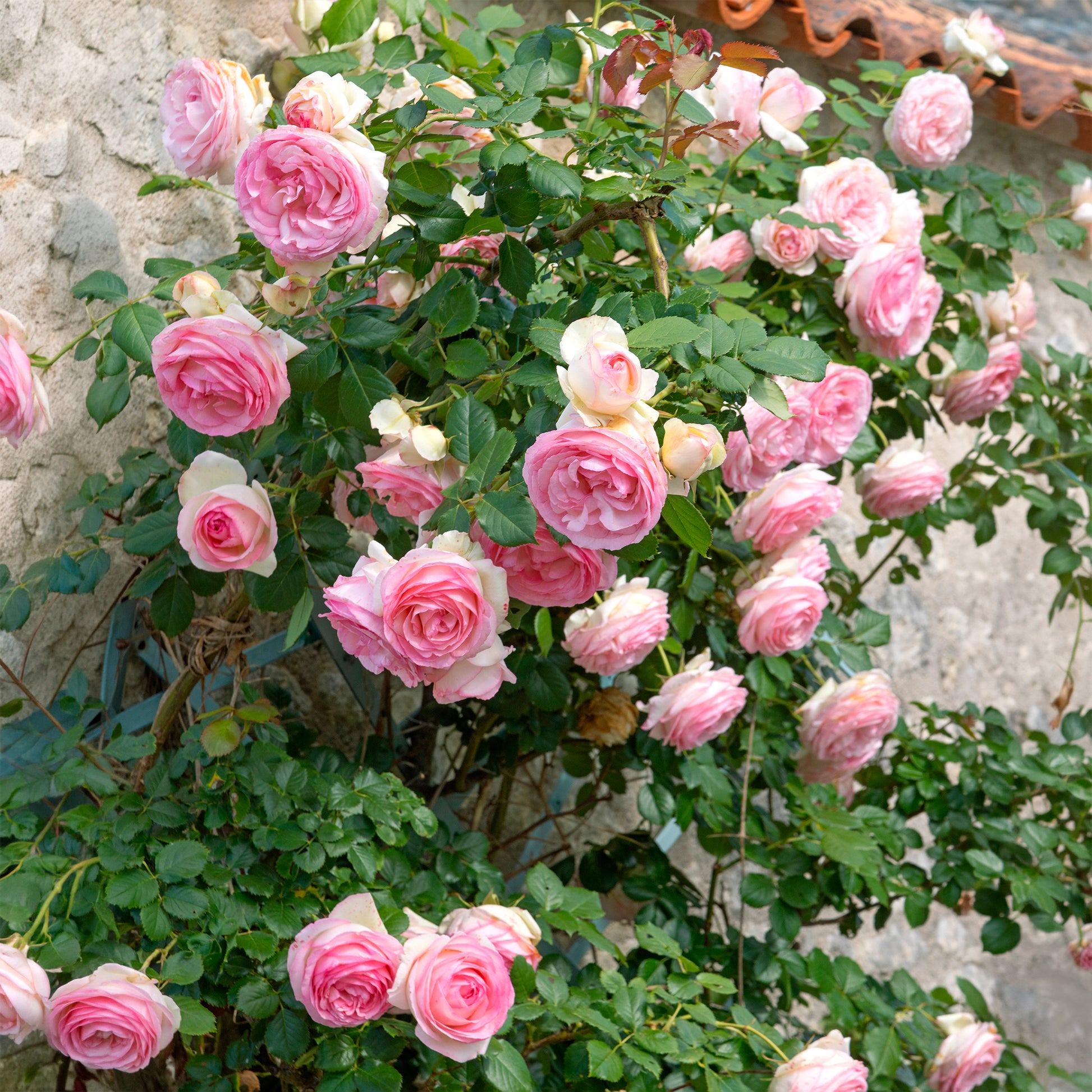 Vente Rosiers grimpants - Rosier grimpant Pierre de Ronsard®