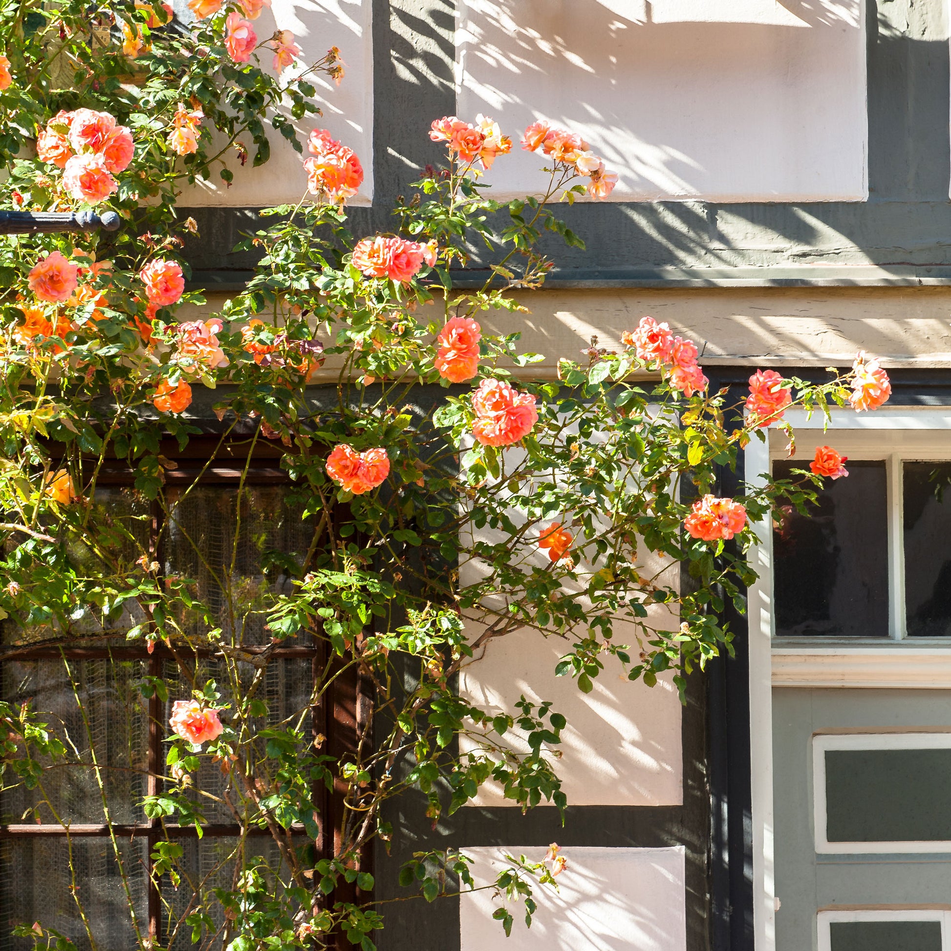 Vente Rosier grimpant Métanoïa - Rosa metanoia