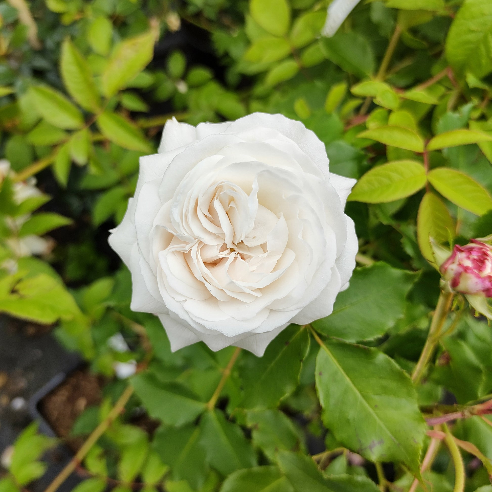Rosier botanique Boule de Neige (Bourbon) - Rosa boule de neige - Bakker