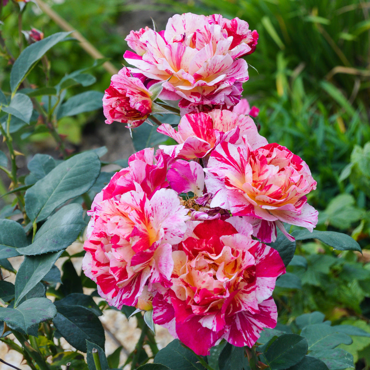 Rosa Ferdinand Pichard - Rosier botanique Ferdinand Pichard (Bourbon) - Rosiers - racines nues