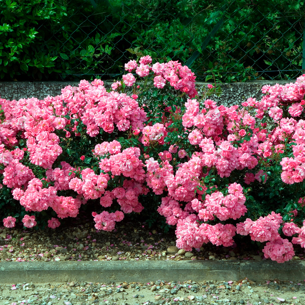 Rosiers couvre-sol Mirato ® - Rosiers couvre-sol - Bakker