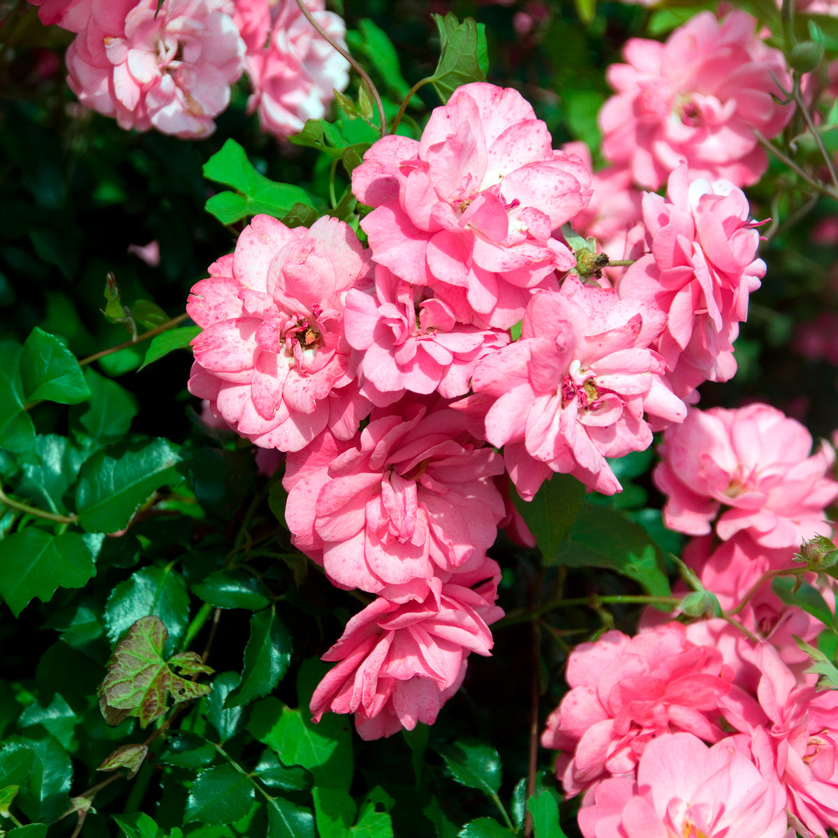 Vente Rosiers couvre-sol Mirato ® - Rosiers couvre-sol