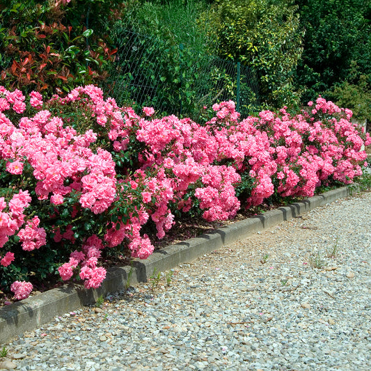 Rosiers couvre-sol Mirato ® - Bakker