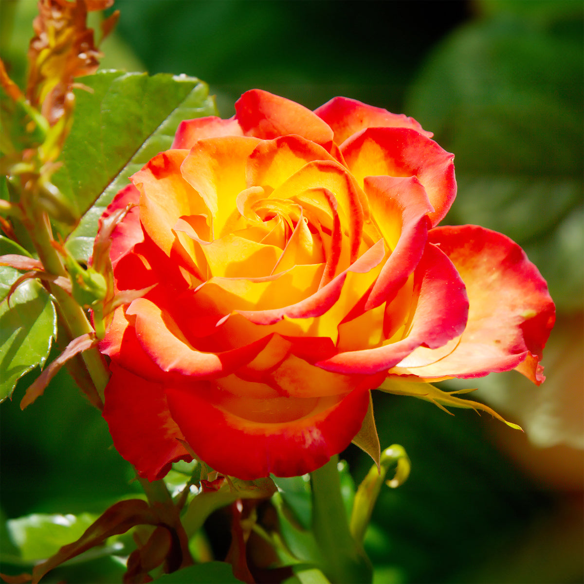 Rosier buisson bicolore - Rosa - Bakker