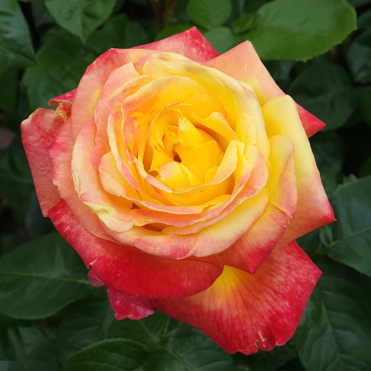 Rosa - Rosier buisson bicolore - Rosiers - racines nues