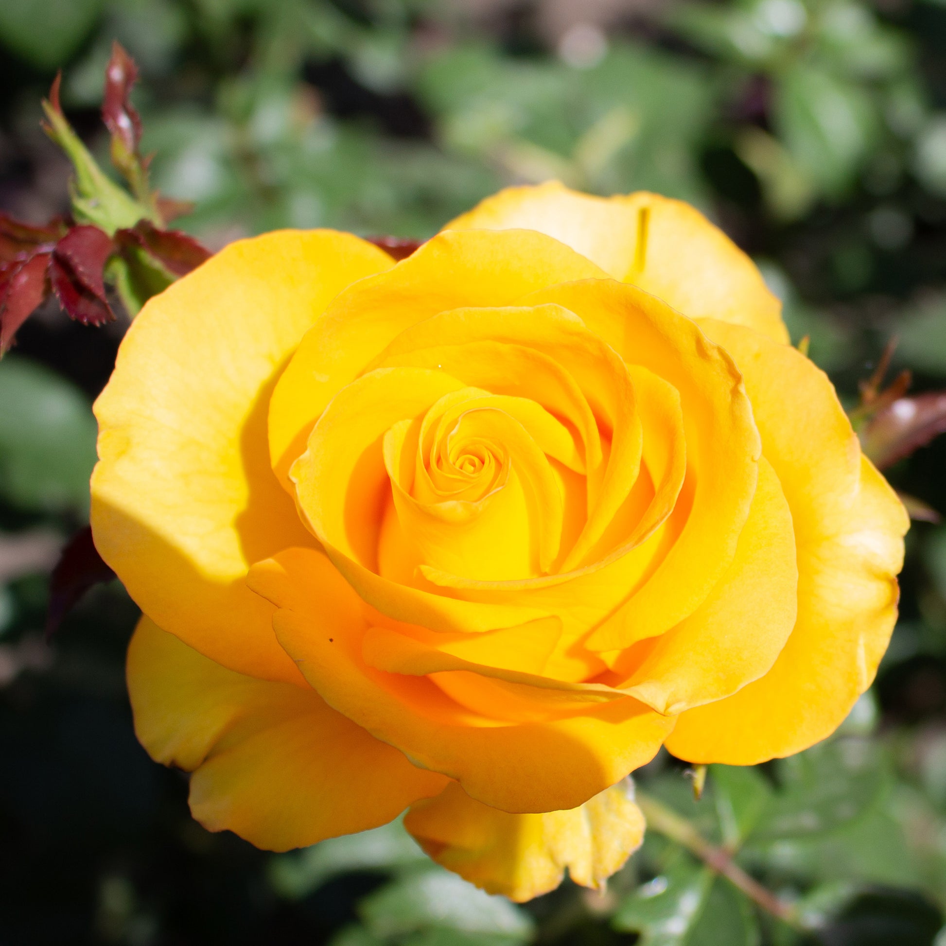 Rosier Hadangel - Rosa hadangel - Bakker