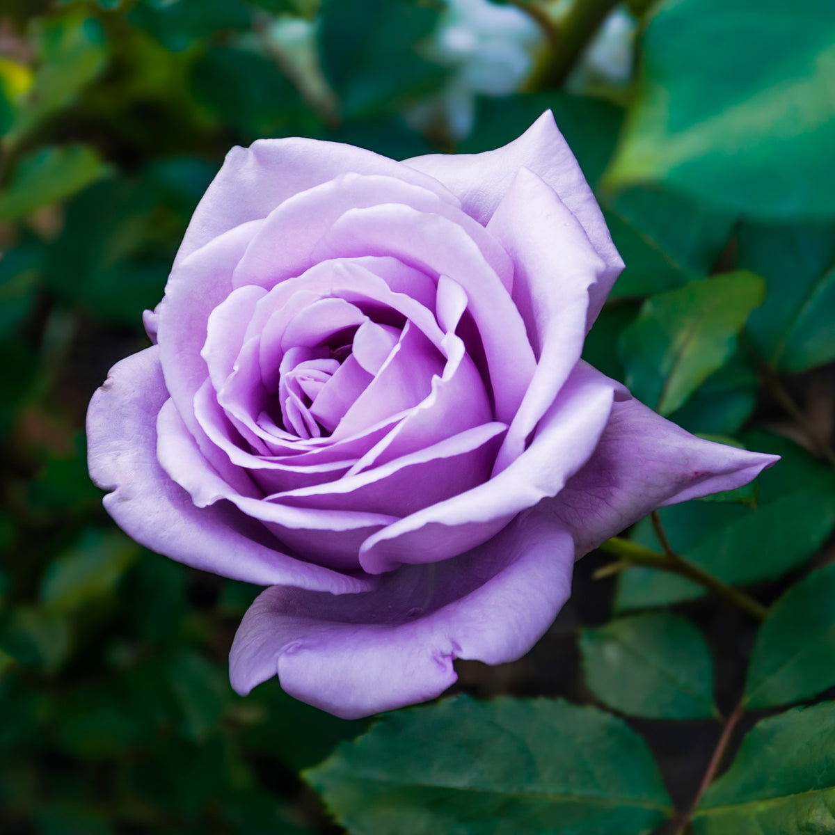 Rosier buisson violet