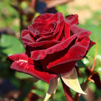 Rosier buisson Black Baccara ® Meidebenne - Bakker