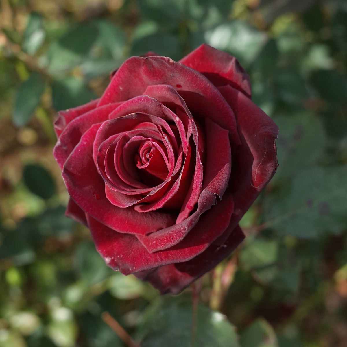 Vente Rosier buisson Black Baccara ® Meidebenne - Rosa Black Baccara ®