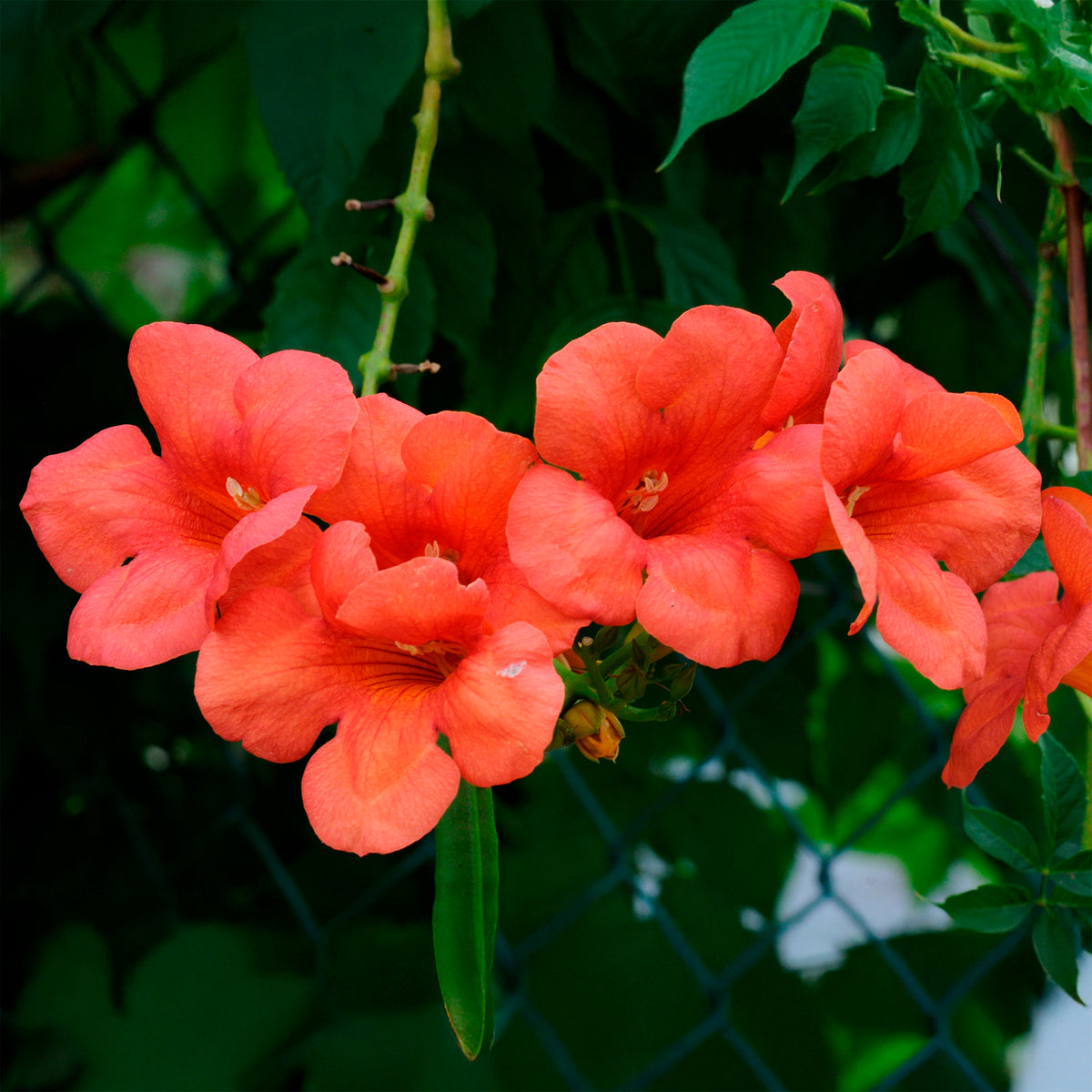 Vente Bignone Madame Galen - Plantes grimpantes
