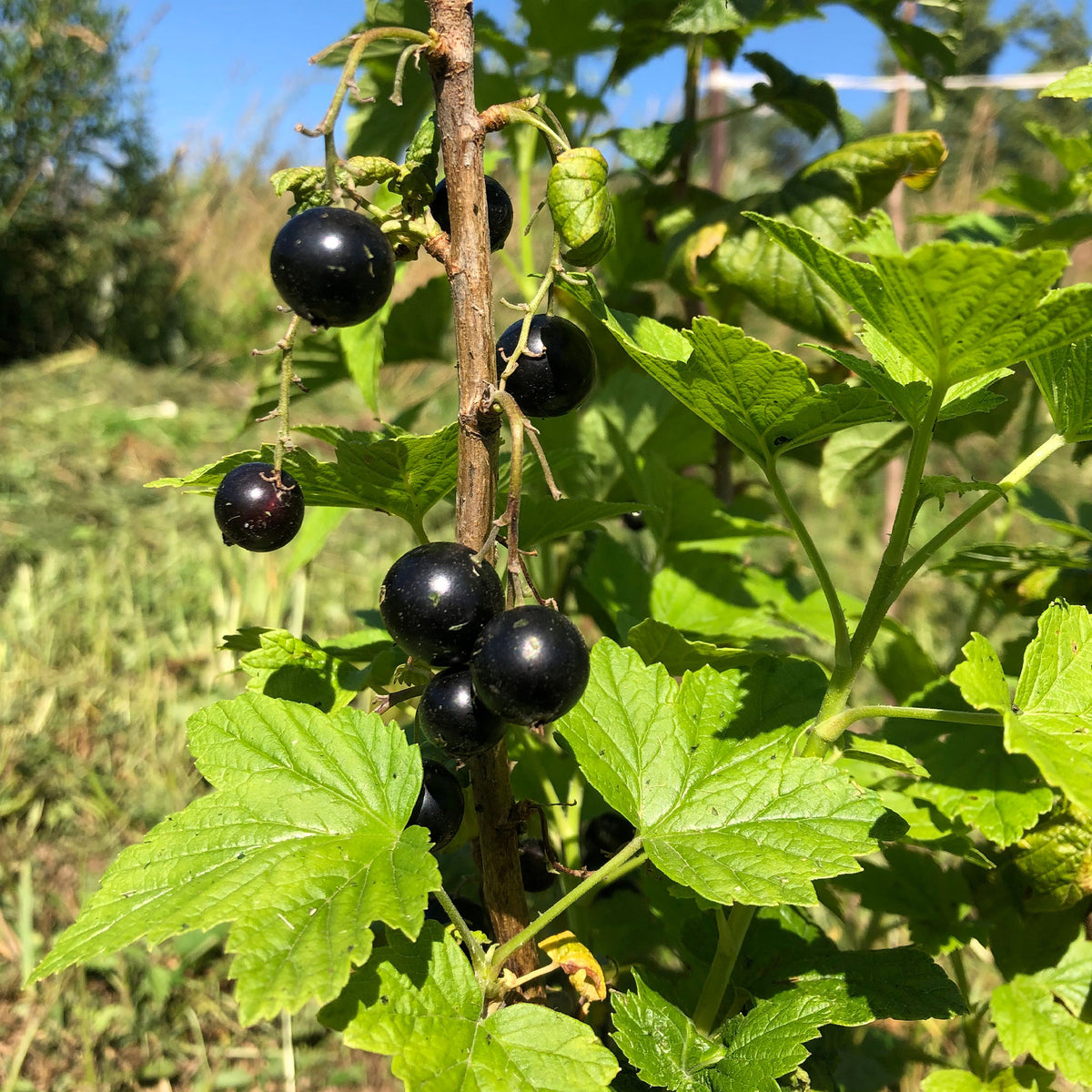 Cassissiers - Cassissier à gros fruits Andega - Ribes nigrum 'andega'