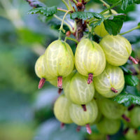 Ribes uva-crispa anglaise blanche - 2 Groseilliers à maquereaux Anglaise Blanche - Groseilliers