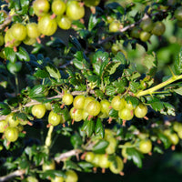 2 Groseilliers à maquereaux Anglaise Blanche - Ribes uva-crispa anglaise blanche - Bakker