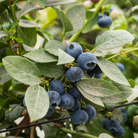 Myrtillier Vitaminos EXTRA - Vaccinium corymbosum vitaminos - Bakker