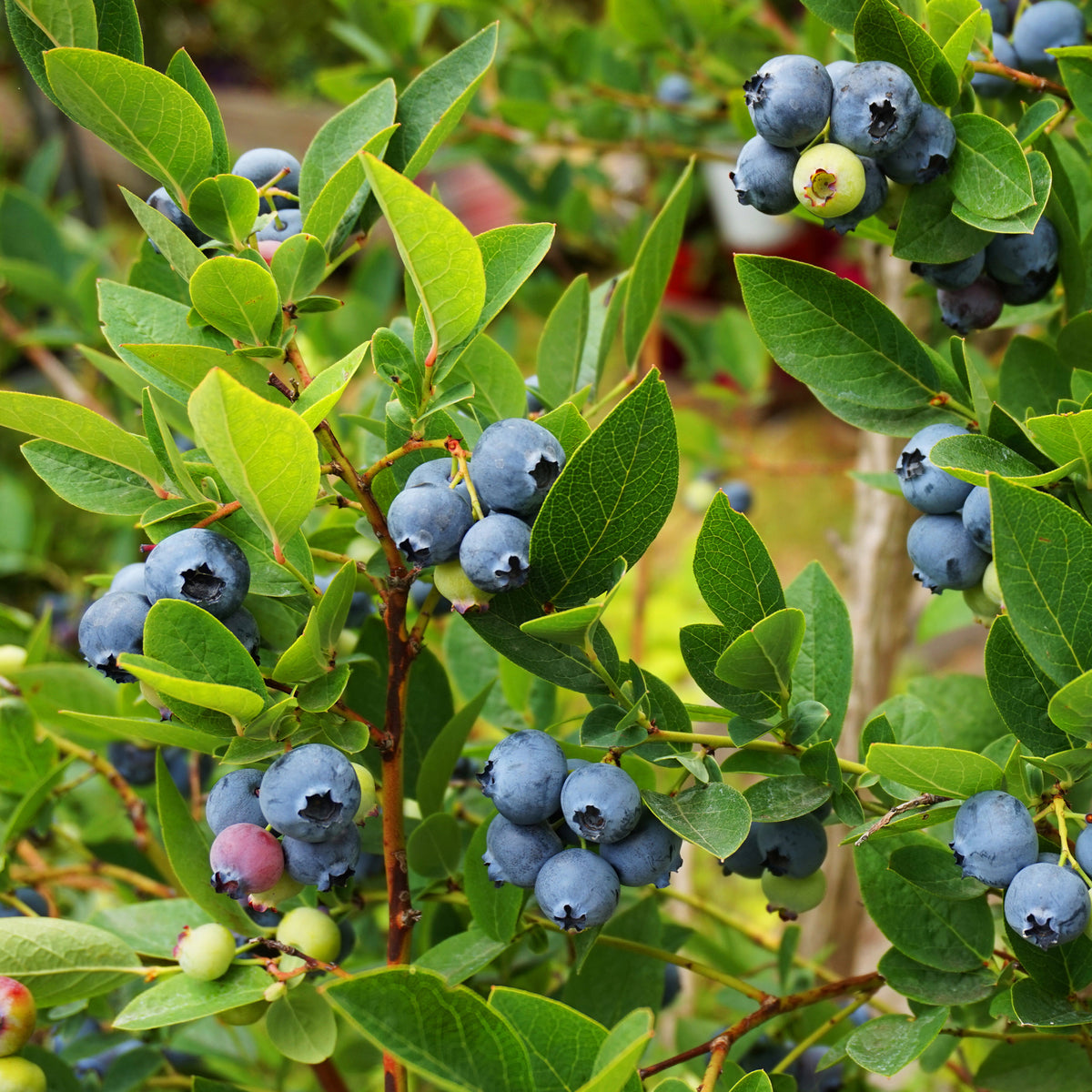 Myrtillier Vitaminos - Bakker