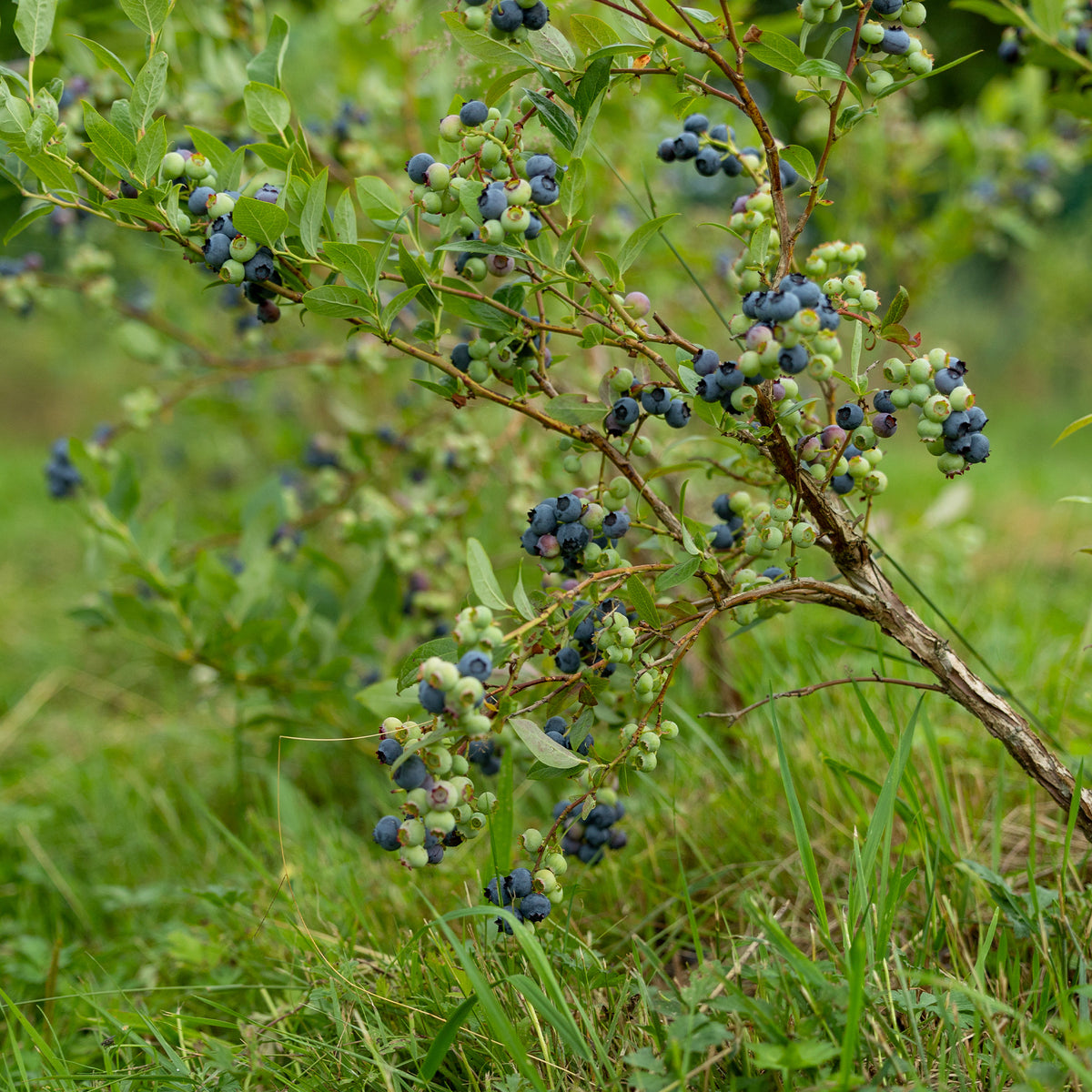 Myrtillier Vitaminos - Vaccinium corymbosum Vitaminos - Bakker
