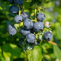 Vente Myrtillier 'Giant Patriot'