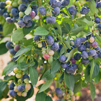 Myrtillier 'Giant Patriot' - Vaccinium corymbosum Giant Patriot - Bakker