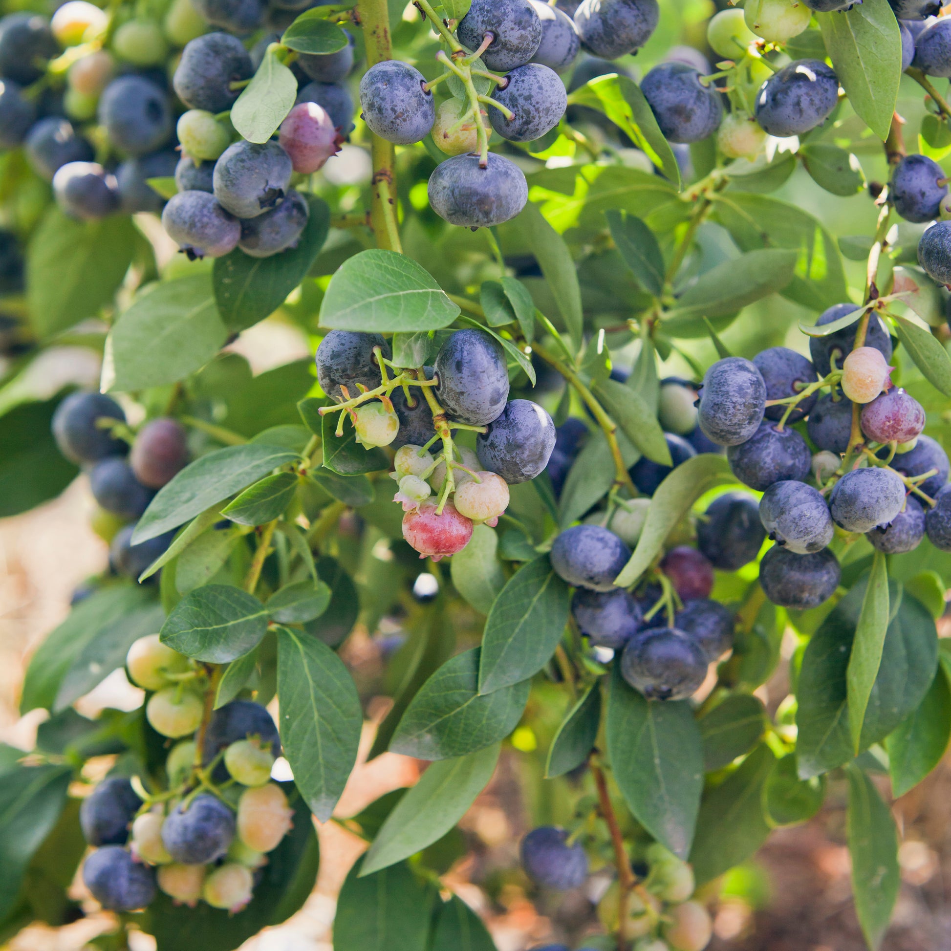 Myrtillier 'Giant Patriot' - Vaccinium corymbosum Giant Patriot - Bakker