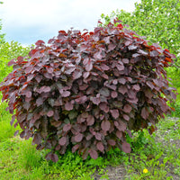 Corylus maxima purpurea - Noisetier pourpre - Noisetier