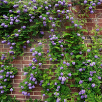 Plantes grimpantes - Collection de 3 grimpantes : jasmin, glycine, hortensia grimpant - Trachelospermum jasminoides, wisteria, hydrangea p
