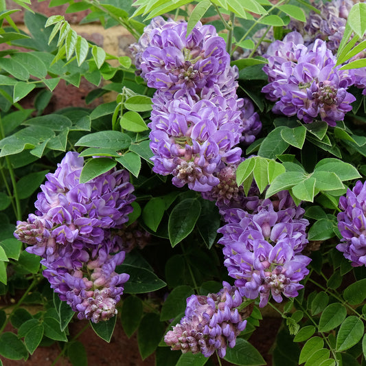 Glycine Toujours en fleurs