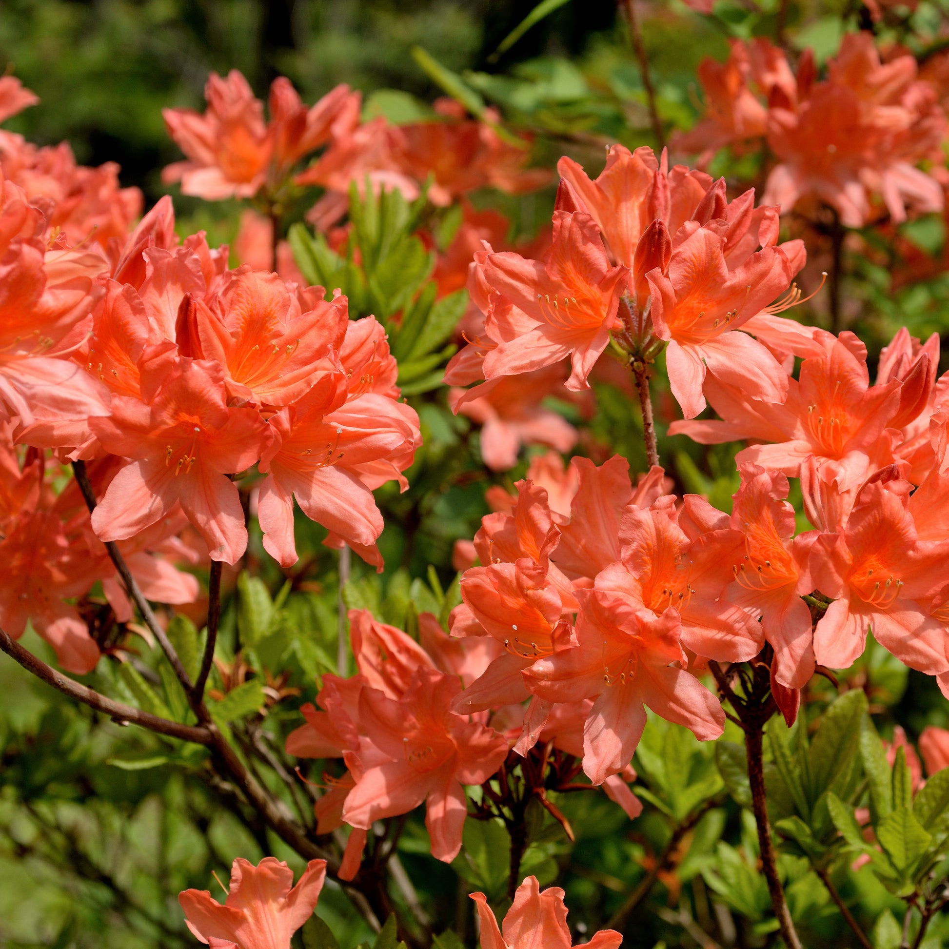 Azalée de Chine rouge orangée - Azalea mollis Fireball - Bakker