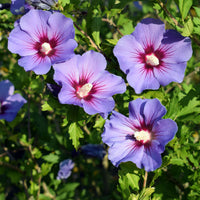 Hibiscus de jardin sur tige bleu