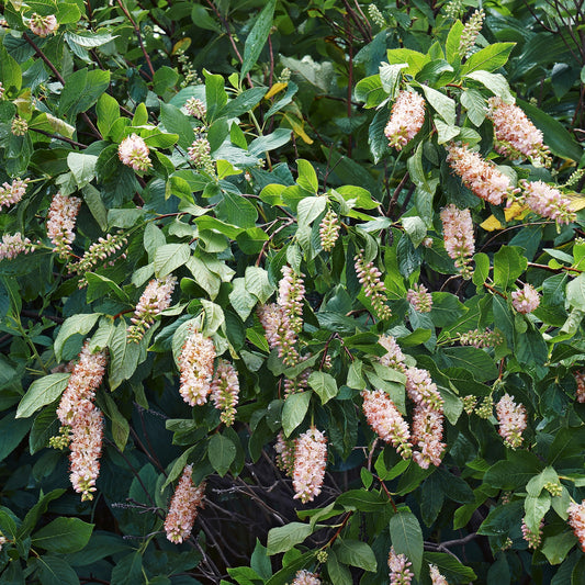 2 Clethras à feuilles d'aulne - Bakker