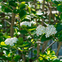 Aronia viking - Bakker