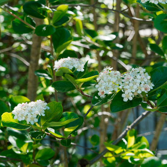 Aronia viking - Bakker
