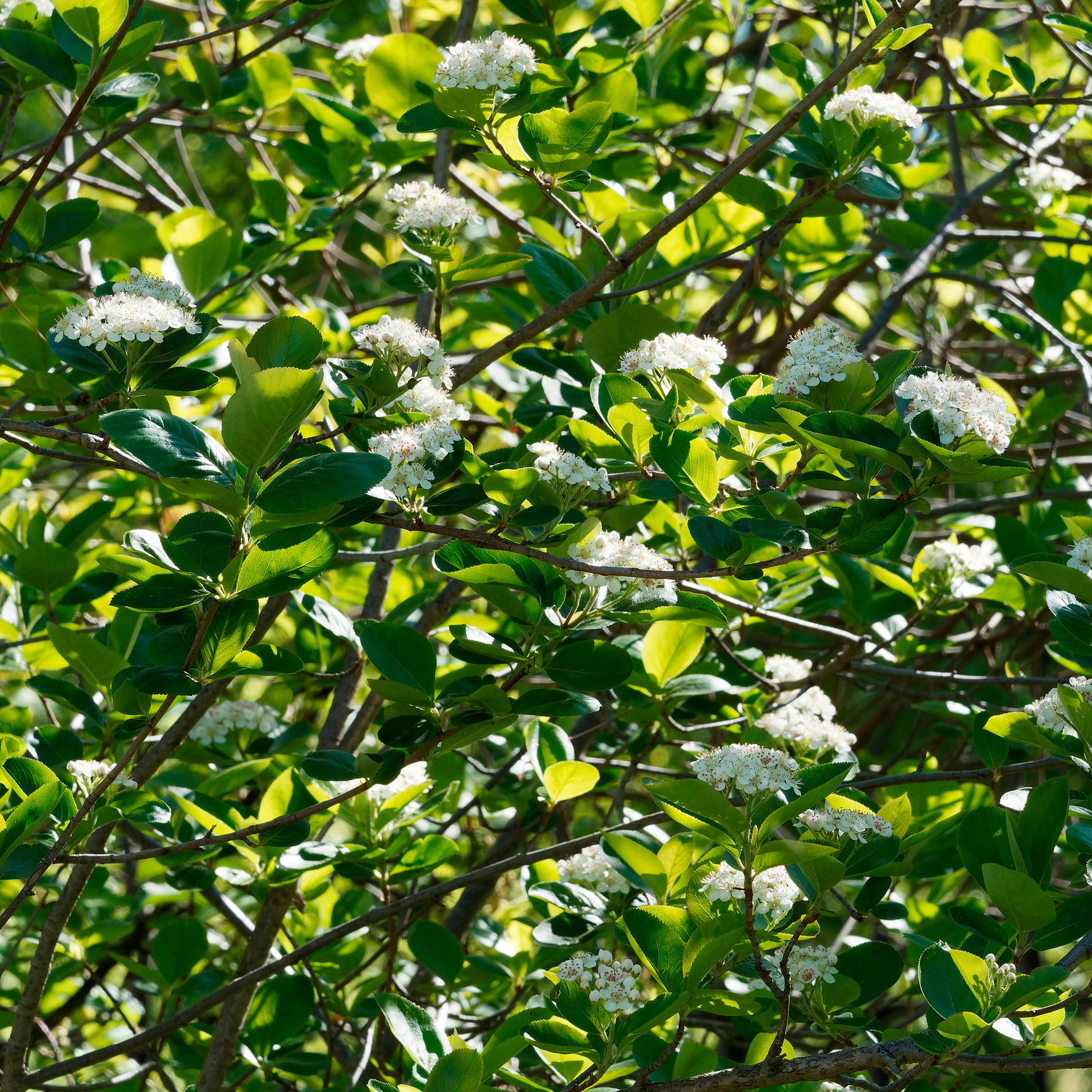 Aronia viking - Aronia melanocarpa viking - Bakker