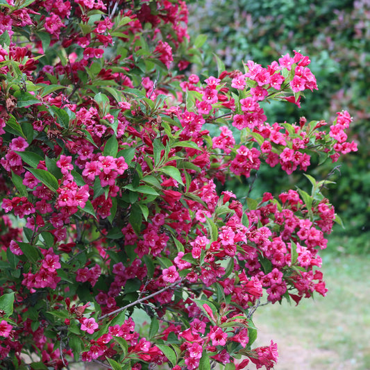 Weigelia Bristol Ruby - Bakker