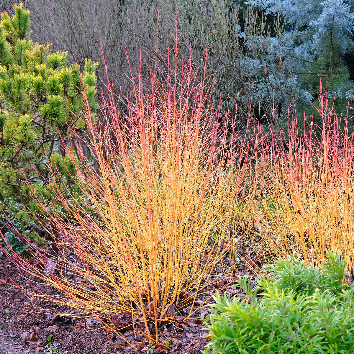 Cornouiller fluo Winter Flame - Bakker