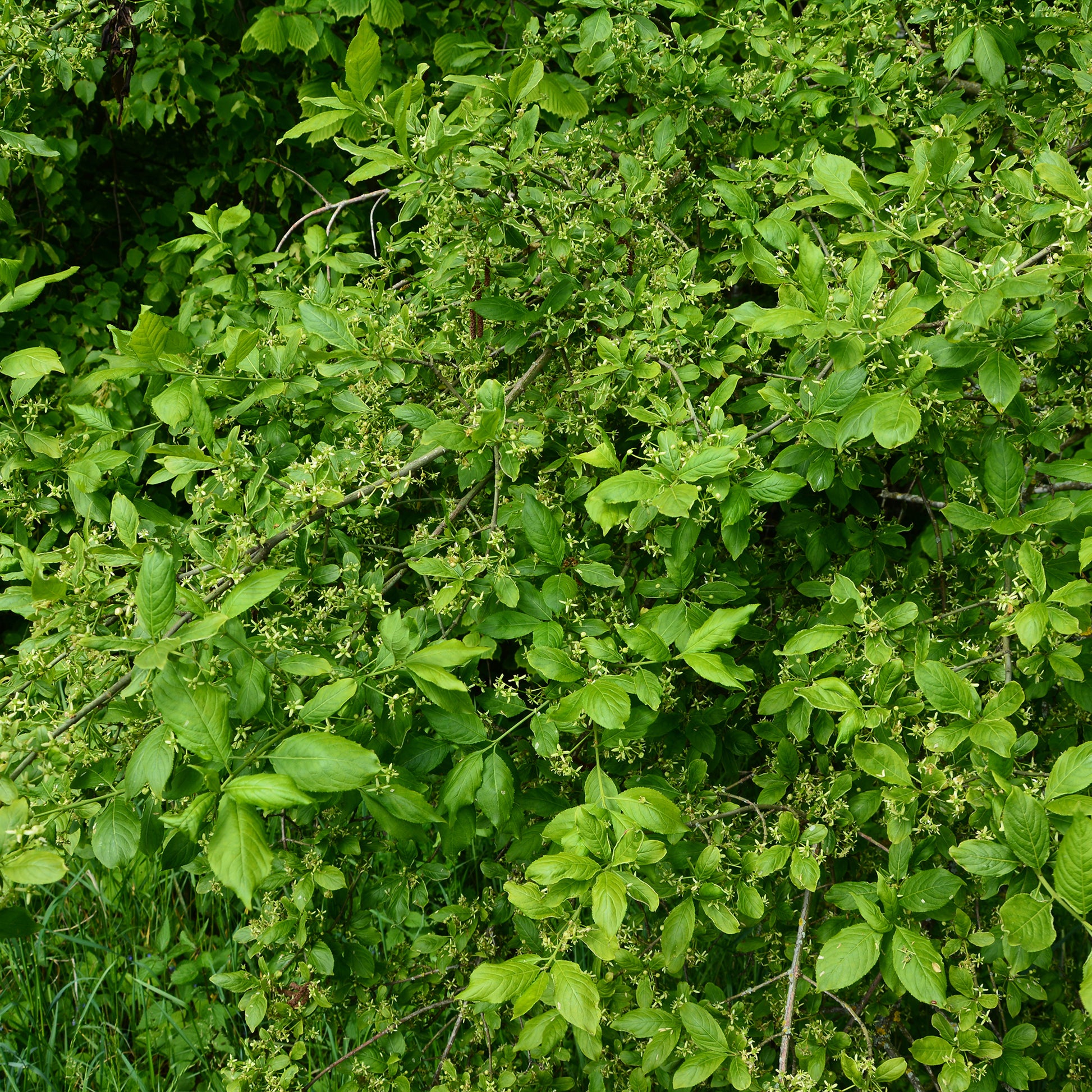 Fusain d'Europe - Euonymus europaeus - Bakker