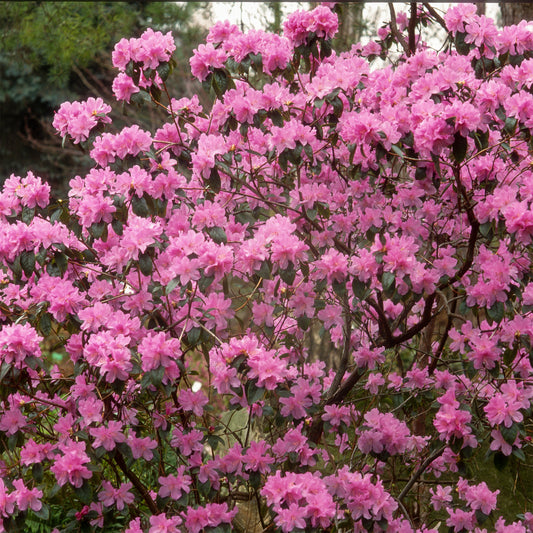 Rhododendron précoce - Bakker