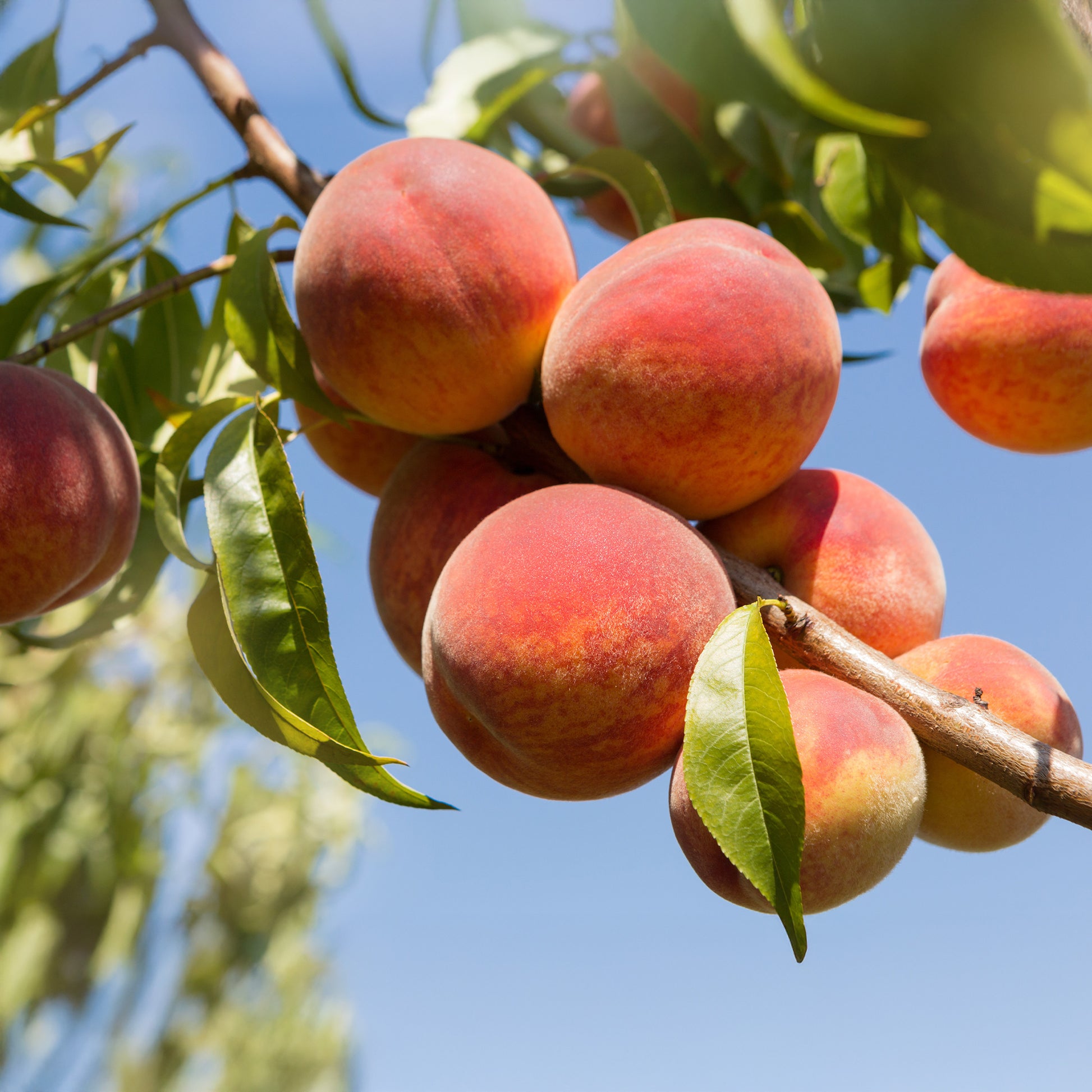 Pêcher Amsden - Prunus persica Amsden - Bakker