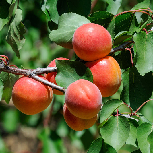 Abricotier Pêche De Nancy - Bakker