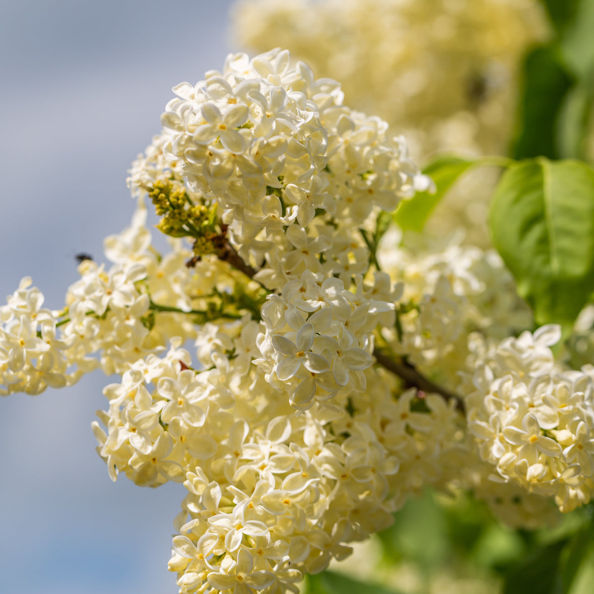 Lilas jaune - Bakker