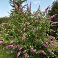Arbre aux papillons Flower Power - Buddleja davidii Flower Power - Bakker
