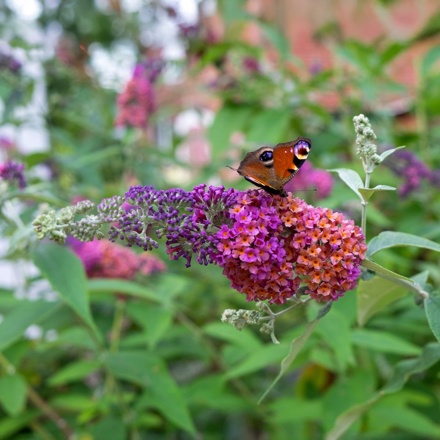Arbre à papillons - Buddleja