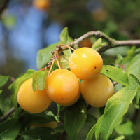 Prunier Mirabelle de Nancy - Prunus domestica Mirabelle de Nancy - Bakker