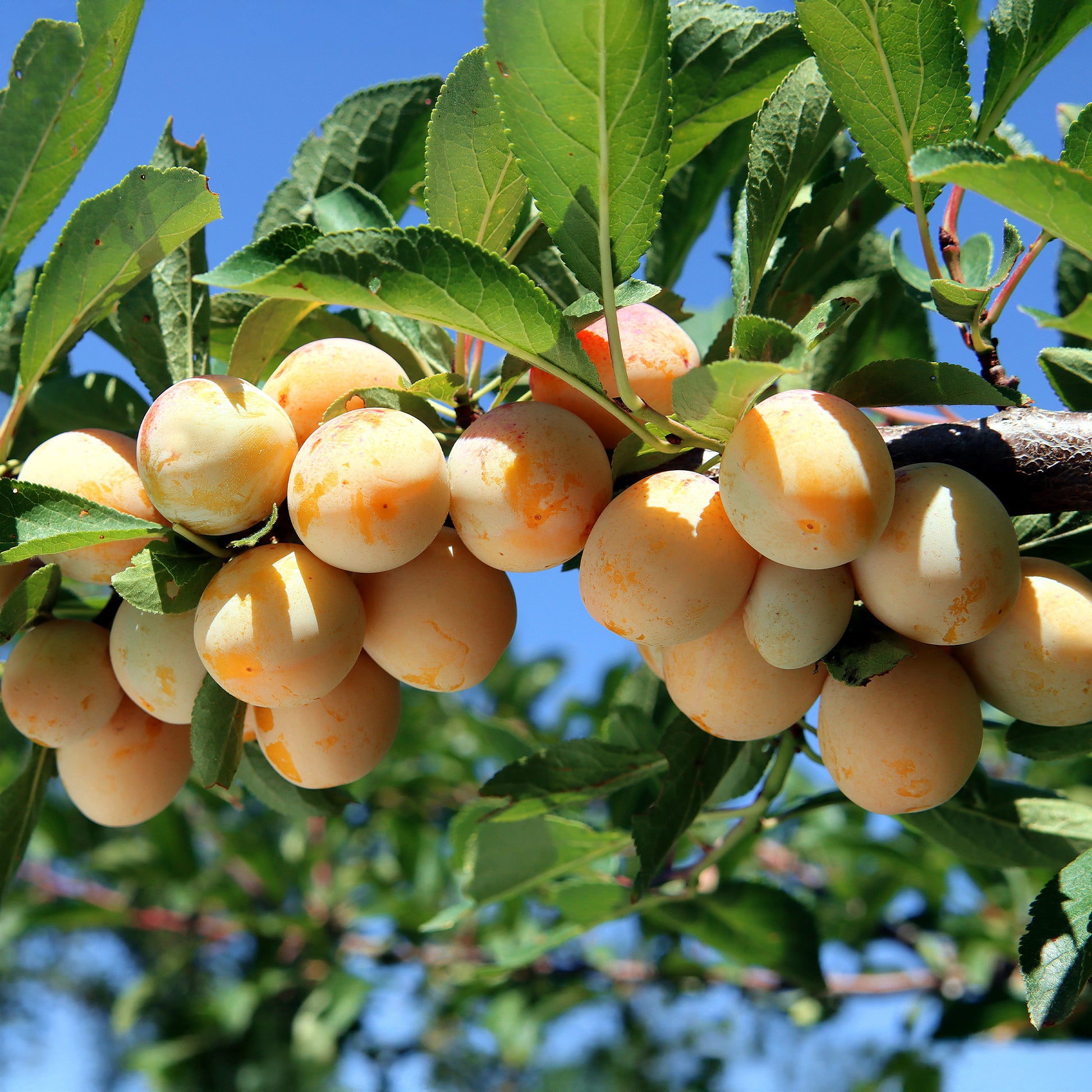 Vente Prunier Mirabelle de Nancy