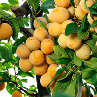 Prunier Mirabelle de Nancy - Pruniers - Bakker