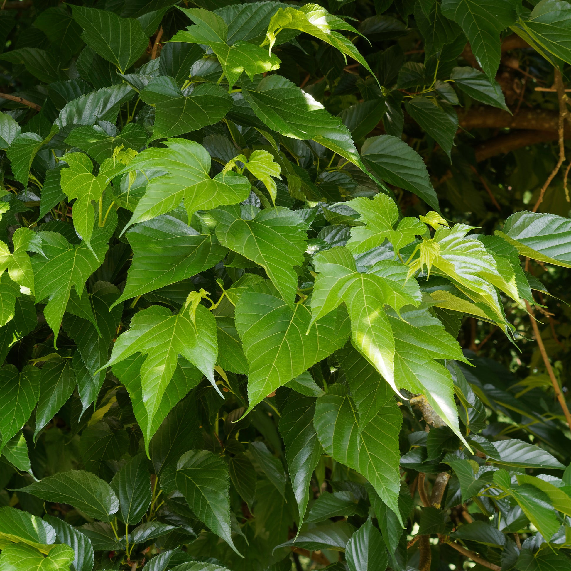 Mûrier à grandes feuilles - Morus alba Macrophylla - Bakker