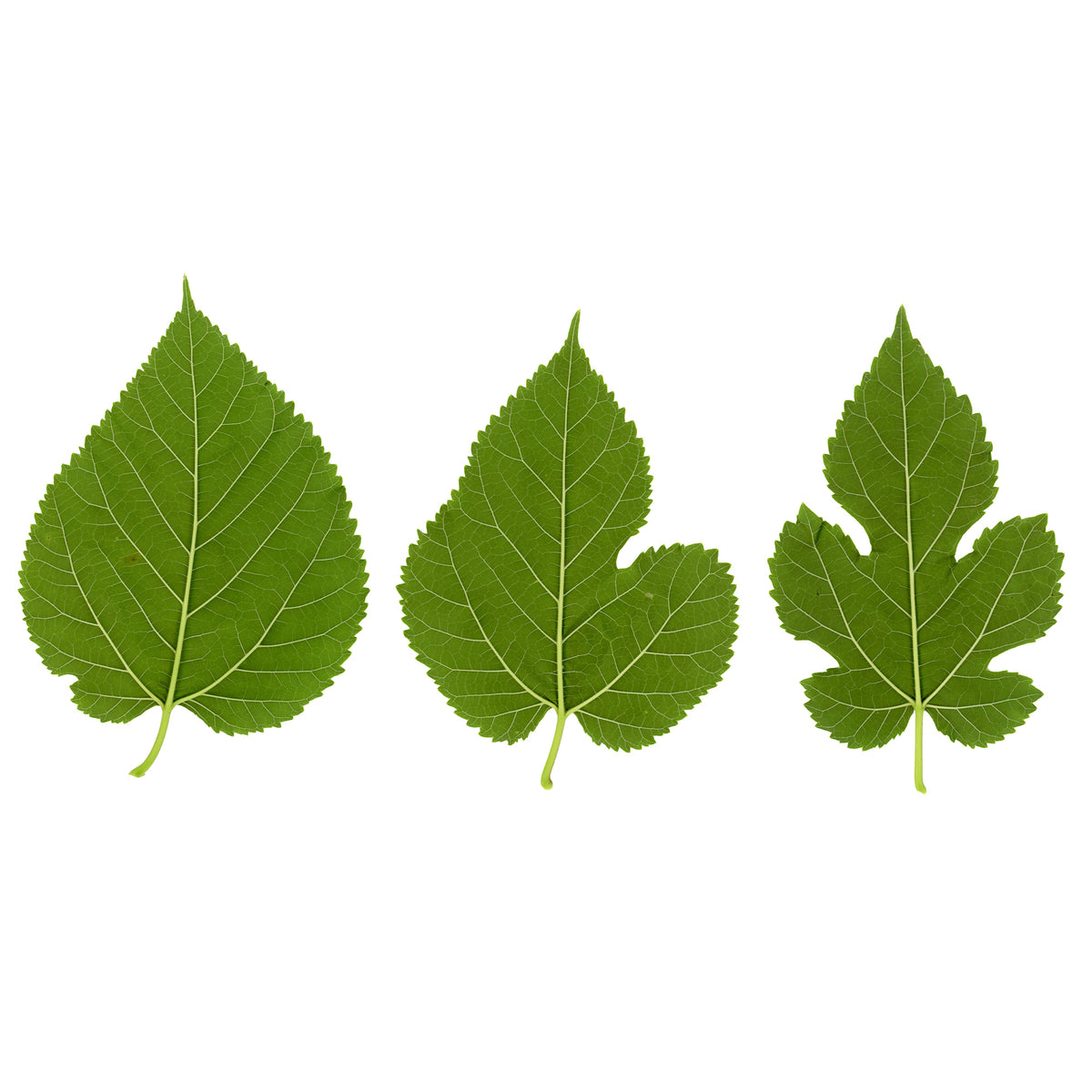 Mûrier à grandes feuilles - Morus alba Macrophylla - Bakker
