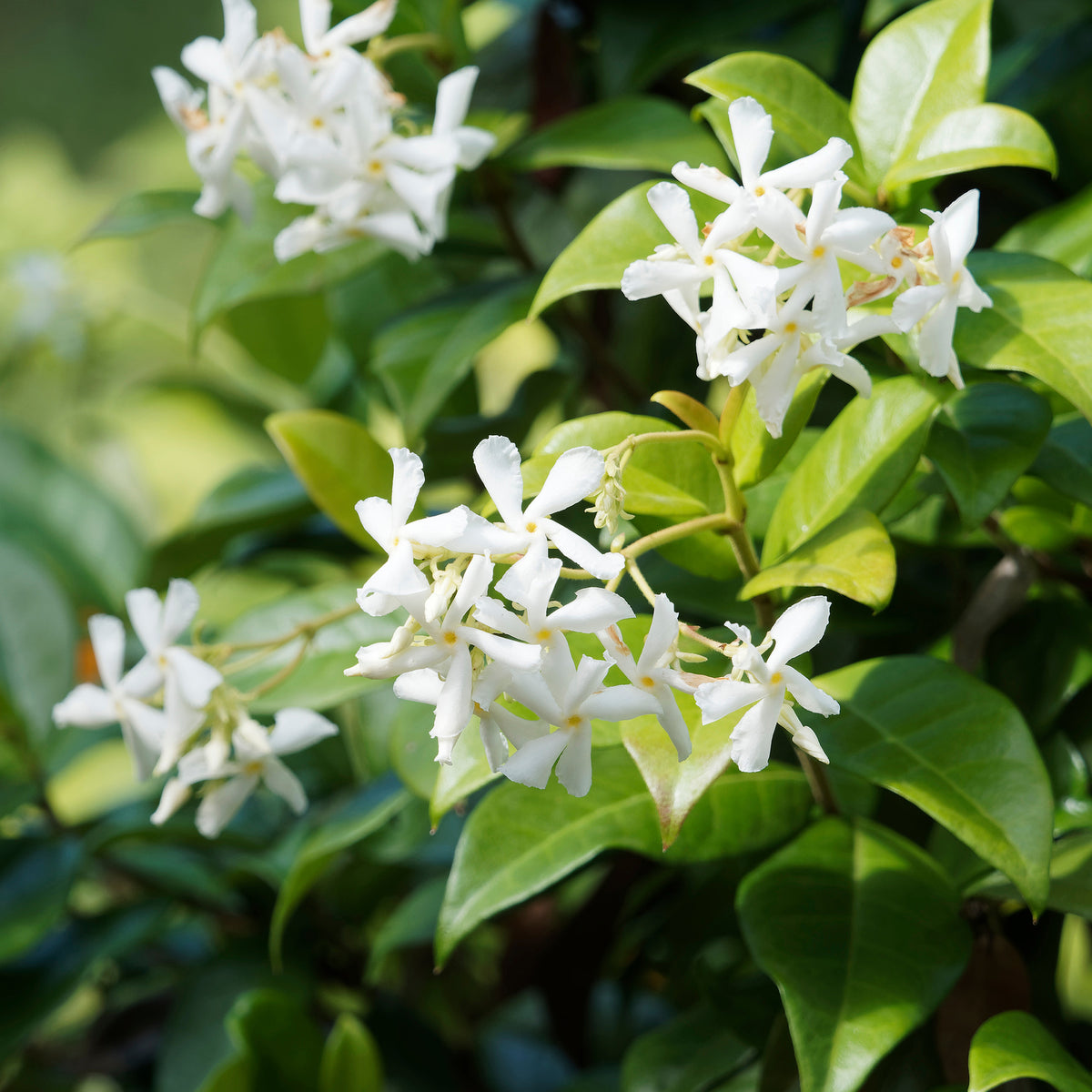 Vente Jasmin étoilé - Trachelospermum jasminoides